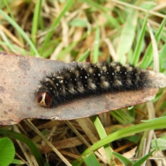 Anthela (genus) immature (Unidentified Anthelid Moth) at Namadgi National Park - 23 Mar 2019 by MatthewFrawley