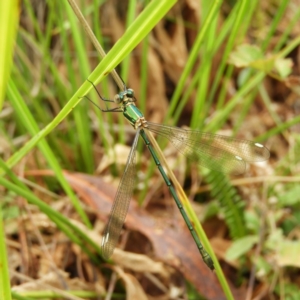 Synlestes weyersii tillyardi at Cotter River, ACT - 23 Mar 2019