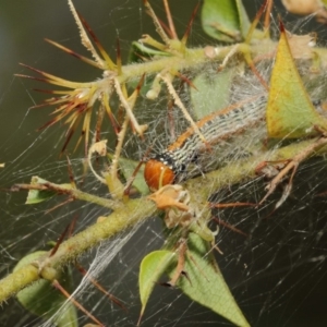 Spectrotrota fimbrialis at Acton, ACT - 22 Mar 2019