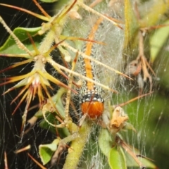 Spectrotrota fimbrialis at Acton, ACT - 22 Mar 2019