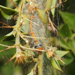 Spectrotrota fimbrialis at Acton, ACT - 22 Mar 2019