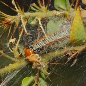 Spectrotrota fimbrialis at Acton, ACT - 22 Mar 2019