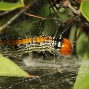 Spectrotrota fimbrialis at Acton, ACT - 22 Mar 2019