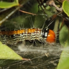 Spectrotrota fimbrialis at Acton, ACT - 22 Mar 2019