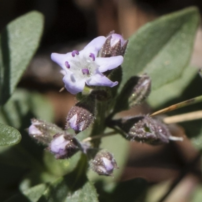 Mentha diemenica (Wild Mint, Slender Mint) at Illilanga & Baroona - 12 Jan 2019 by Illilanga