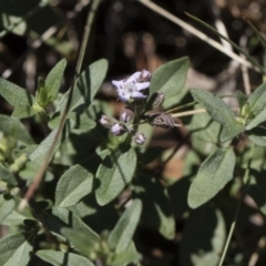 Mentha diemenica at Michelago, NSW - 12 Jan 2019 11:13 AM