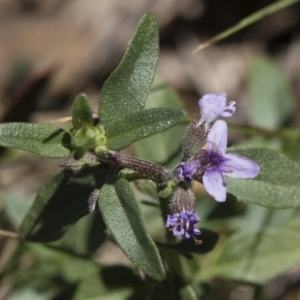 Mentha diemenica at Michelago, NSW - 12 Jan 2019