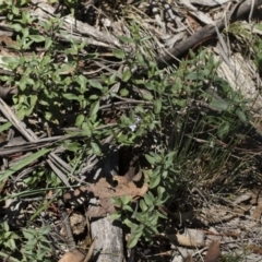 Mentha diemenica at Michelago, NSW - 12 Jan 2019 11:13 AM