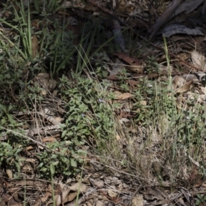 Mentha diemenica at Michelago, NSW - 12 Jan 2019 11:13 AM