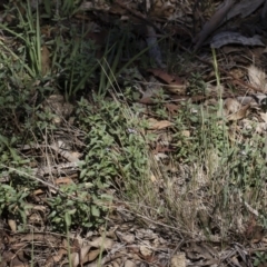 Mentha diemenica at Michelago, NSW - 12 Jan 2019