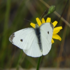Pieris rapae (Cabbage White) at Cotter River, ACT - 23 Mar 2019 by MatthewFrawley