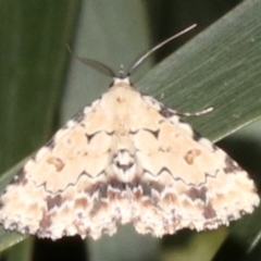 Sandava scitisignata (A noctuid moth) at Mount Ainslie - 6 Mar 2019 by jb2602