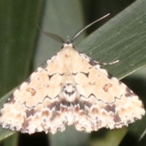 Sandava scitisignata at Ainslie, ACT - 6 Mar 2019