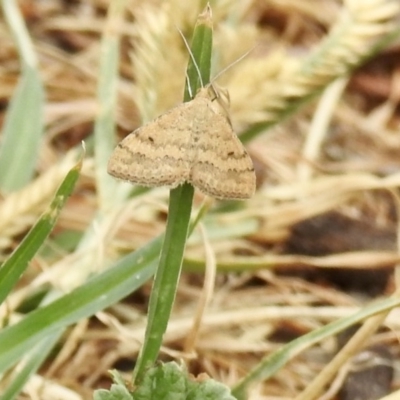 Scopula rubraria (Reddish Wave, Plantain Moth) at Aranda, ACT - 24 Mar 2019 by KMcCue