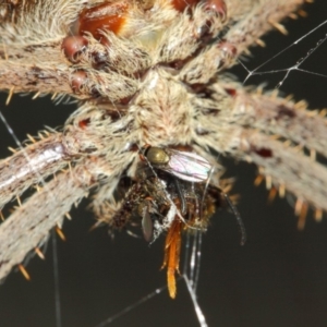 Milichiidae (family) at Hackett, ACT - 22 Mar 2019