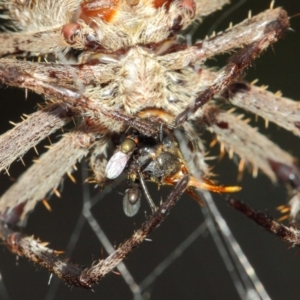 Milichiidae (family) at Hackett, ACT - 22 Mar 2019