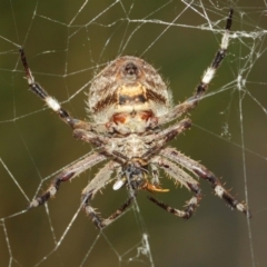 Milichiidae (family) at Hackett, ACT - 22 Mar 2019