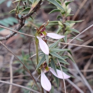 Eriochilus cucullatus at Hackett, ACT - suppressed