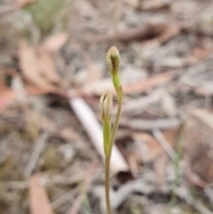 Eriochilus cucullatus at Hackett, ACT - 24 Mar 2019