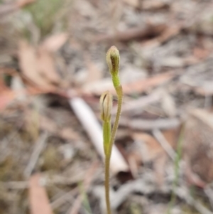 Eriochilus cucullatus at Hackett, ACT - 24 Mar 2019