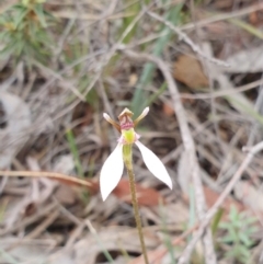 Eriochilus cucullatus (Parson's Bands) at Hackett, ACT - 24 Mar 2019 by AaronClausen