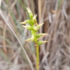 Corunastylis clivicola (Rufous midge orchid) at Mount Majura - 24 Mar 2019 by AaronClausen