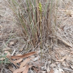 Corunastylis clivicola at Hackett, ACT - suppressed