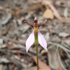 Eriochilus cucullatus (Parson's Bands) at Mount Majura - 24 Mar 2019 by AaronClausen