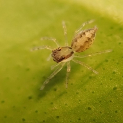 Helpis minitabunda (Threatening jumping spider) at Spence, ACT - 23 Mar 2019 by Laserchemisty