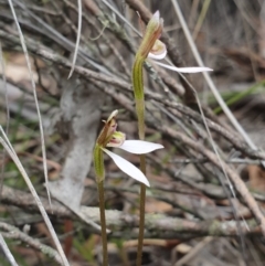 Eriochilus cucullatus (Parson's Bands) at Mount Majura - 24 Mar 2019 by AaronClausen