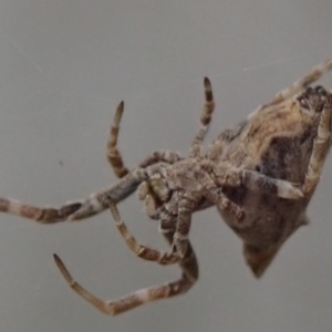 Philoponella congregabilis at Spence, ACT - 24 Mar 2019 01:08 PM