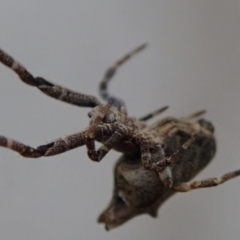 Philoponella congregabilis at Spence, ACT - 24 Mar 2019 01:08 PM