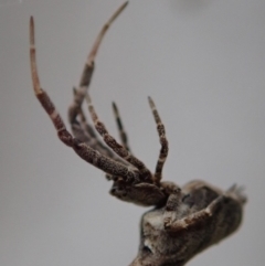 Philoponella congregabilis at Spence, ACT - 24 Mar 2019 01:08 PM