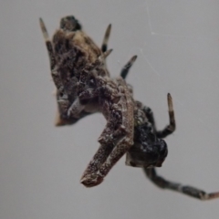 Philoponella congregabilis at Spence, ACT - 24 Mar 2019 01:08 PM