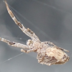 Philoponella congregabilis at Spence, ACT - 24 Mar 2019 01:08 PM