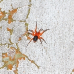 Nicodamidae (family) (Red and Black Spider) at Hackett, ACT - 22 Mar 2019 by TimL