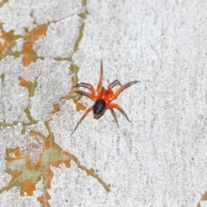 Nicodamidae (family) at Hackett, ACT - 22 Mar 2019 12:21 PM