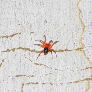 Nicodamidae (family) at Hackett, ACT - 22 Mar 2019