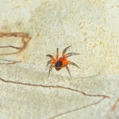 Nicodamidae (family) at Hackett, ACT - 22 Mar 2019 12:21 PM