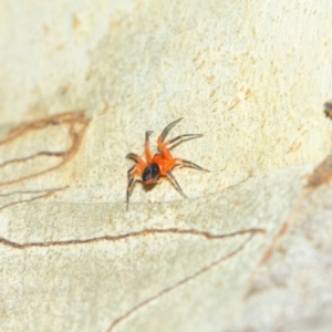 Nicodamidae (family) at Hackett, ACT - 22 Mar 2019