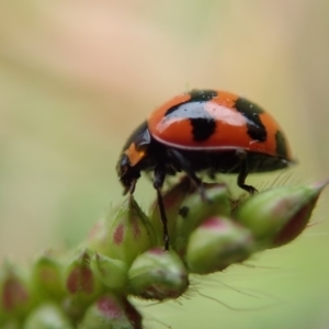 Coccinella transversalis at Spence, ACT - 24 Mar 2019