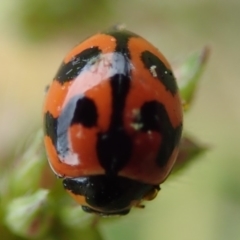 Coccinella transversalis at Spence, ACT - 24 Mar 2019