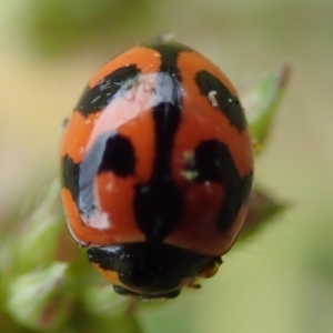 Coccinella transversalis at Spence, ACT - 24 Mar 2019