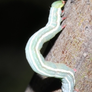 Chlenias (genus) at Ainslie, ACT - 6 Mar 2019 10:12 PM