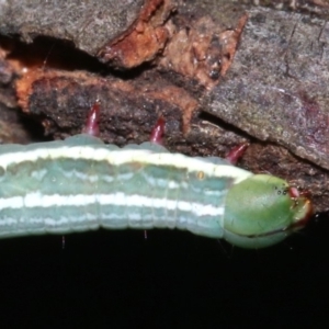 Chlenias (genus) at Ainslie, ACT - 6 Mar 2019 10:12 PM