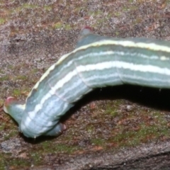 Chlenias (genus) at Ainslie, ACT - 6 Mar 2019 10:12 PM