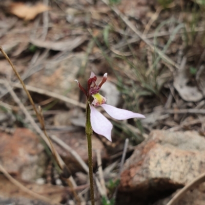 Eriochilus cucullatus (Parson's Bands) at Hackett, ACT - 24 Mar 2019 by AaronClausen