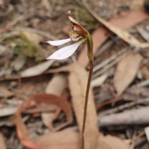 Eriochilus cucullatus at Hackett, ACT - suppressed