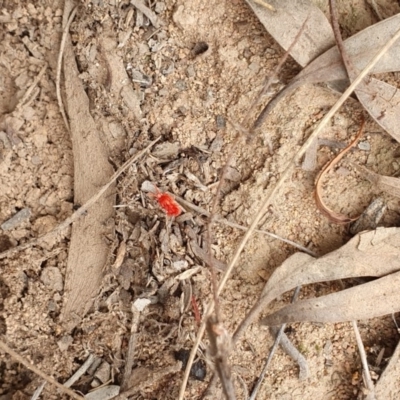 Trombidiidae (family) (Red velvet mite) at Hackett, ACT - 24 Mar 2019 by AaronClausen