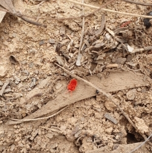 Trombidiidae (family) at Hackett, ACT - 24 Mar 2019 04:21 PM